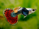 Guppy Fish "Poecilia reticulata"