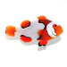 Captive bred Clownfish