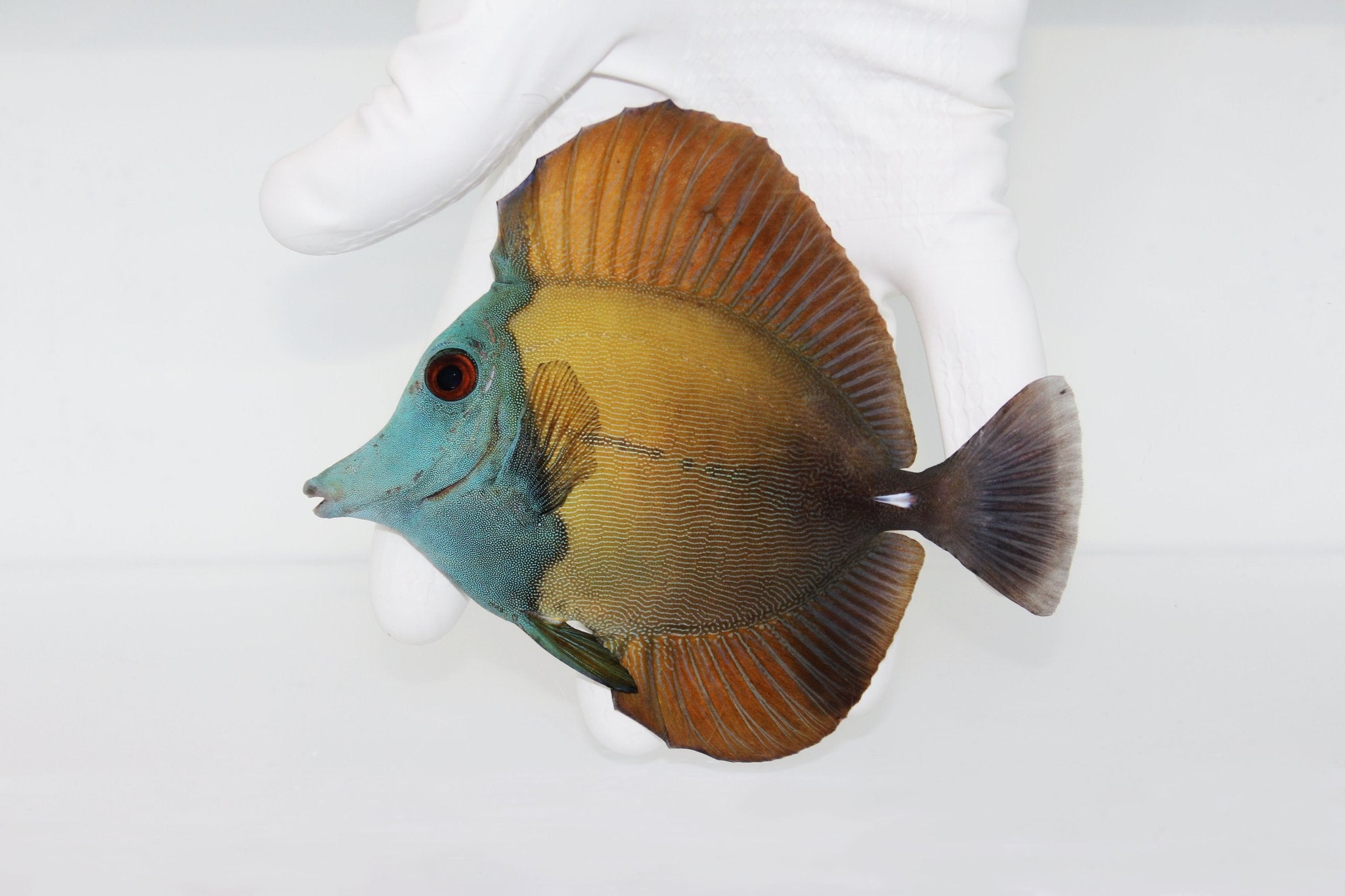 Blue Face Scopas Tang ( Koi Tang)