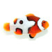 Captive bred Clownfish
