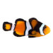 Captive bred Clownfish