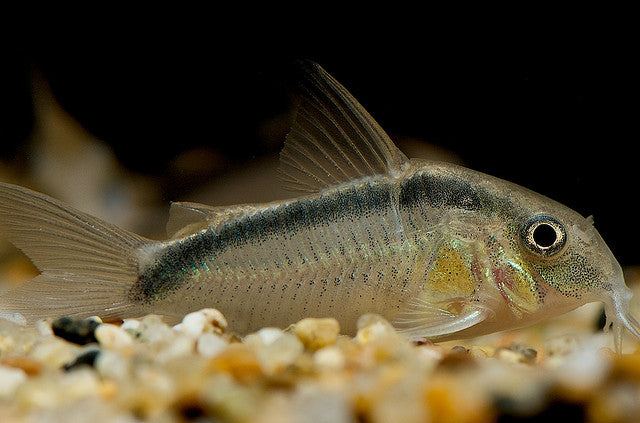 Skunk Corydoras C020