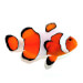 Captive bred Clownfish