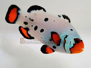 Captive bred Clownfish