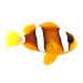 Captive bred Clownfish