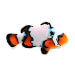 Captive bred Clownfish