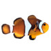 Captive bred Clownfish
