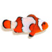 Captive bred Clownfish