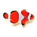 Captive bred Clownfish