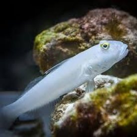 Sleeper Blue Dot Goby (valenciennea sexguttata)