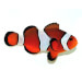 Captive bred Clownfish