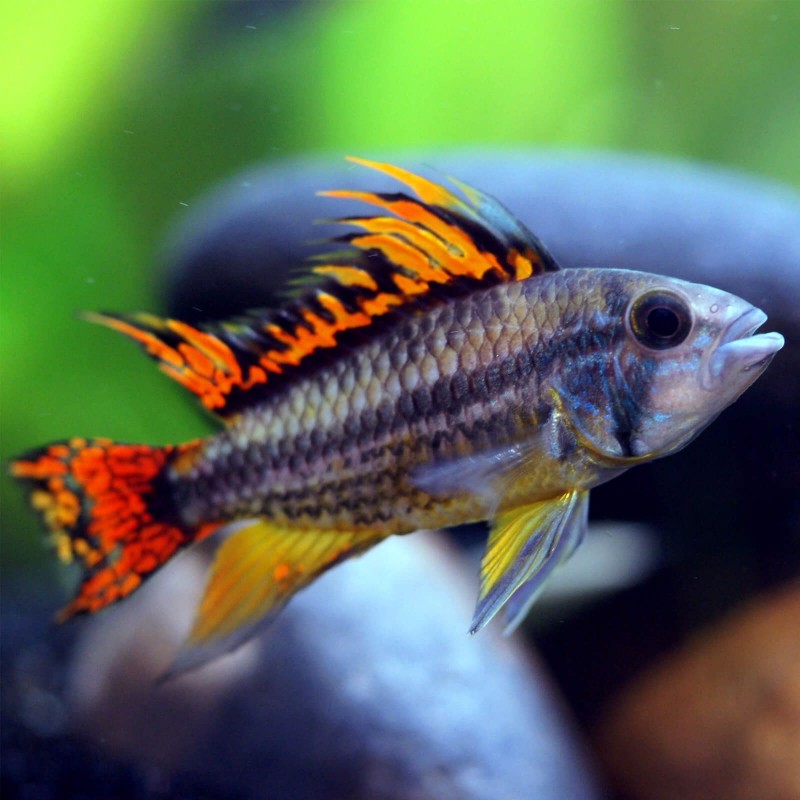 Agassiz's Dwarf Cichlids  "Apistogramma agassizii"