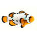 Captive bred Clownfish