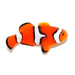 Captive bred Clownfish