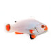Captive bred Clownfish