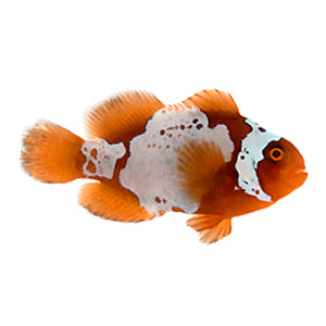 Captive bred Clownfish