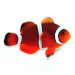 Captive bred Clownfish