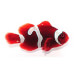 Captive bred Clownfish