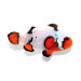 Captive bred Clownfish