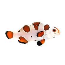 Captive bred Clownfish