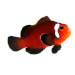 Captive bred Clownfish