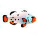 Captive bred Clownfish