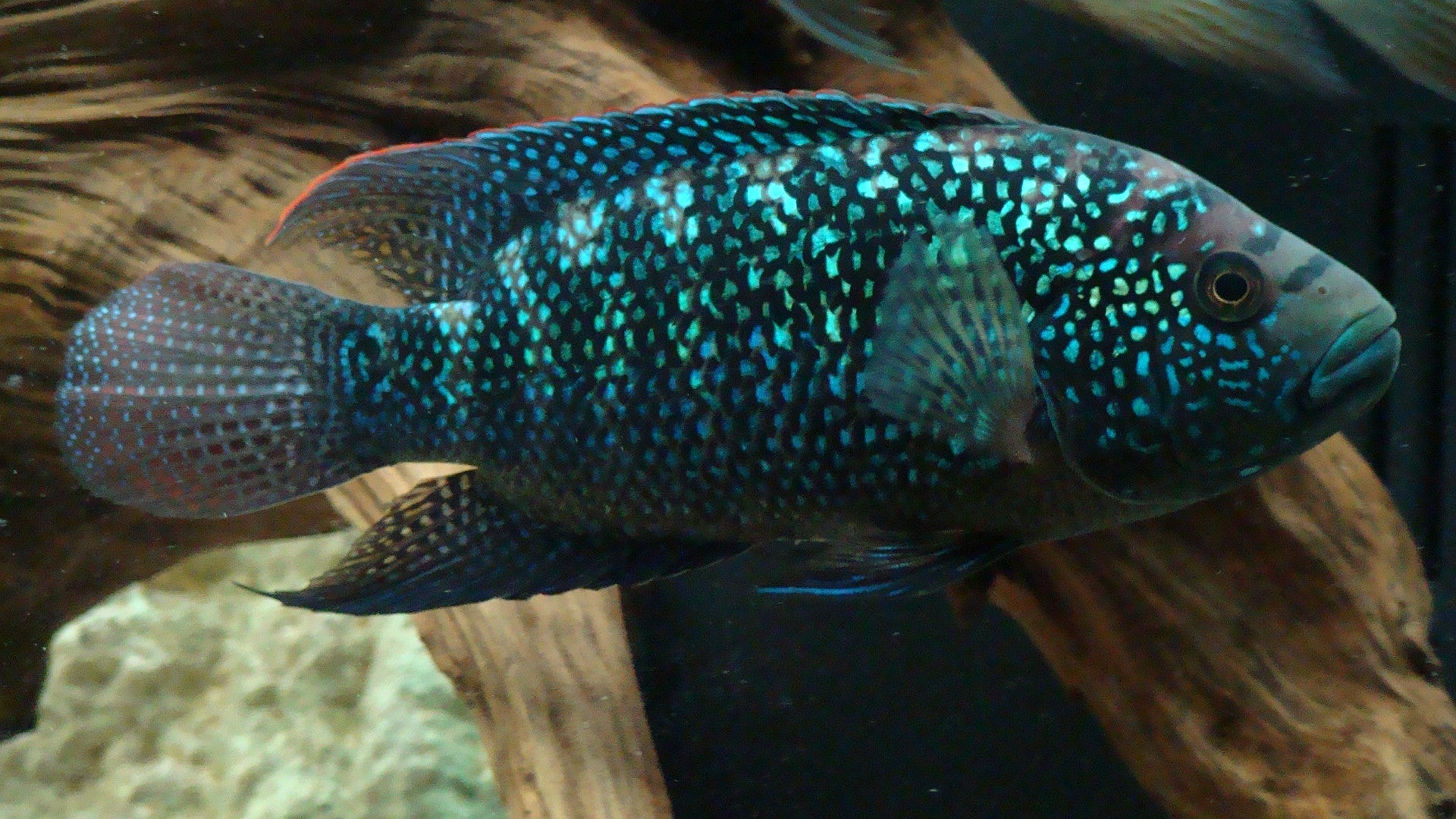 Jack Dempsey Cichlid "Rocio octofasciata"
