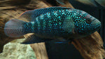 Jack Dempsey Cichlid "Rocio octofasciata"