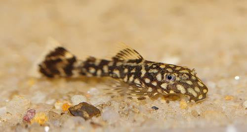 Silver Tip Bushynose Pleco