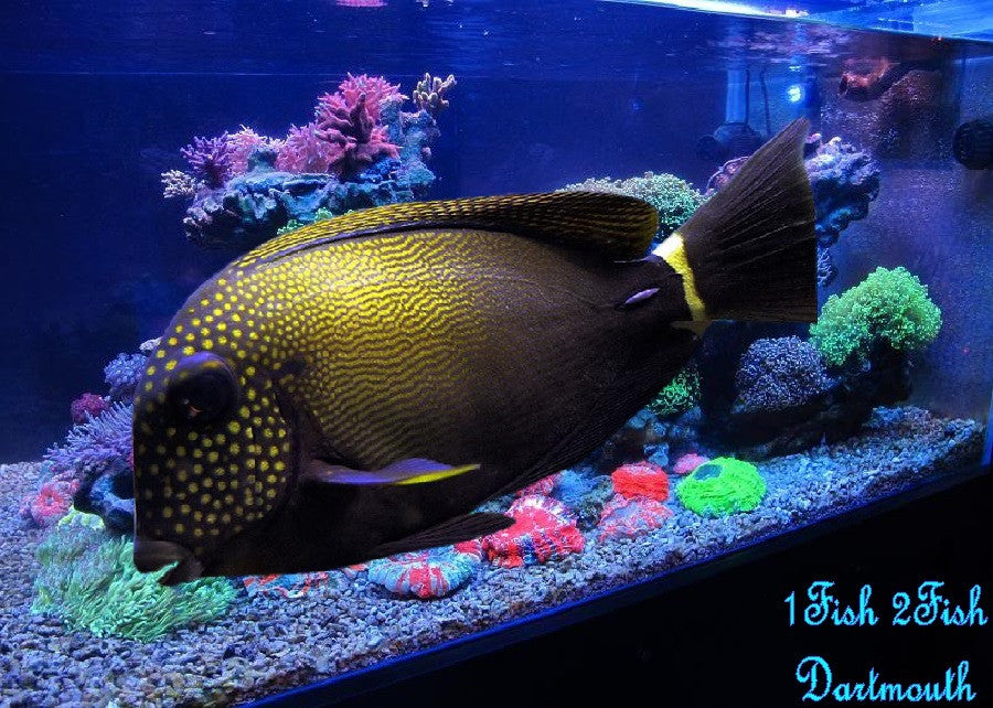 Maculiceps Tang "Acanthurus  Maculiceps"