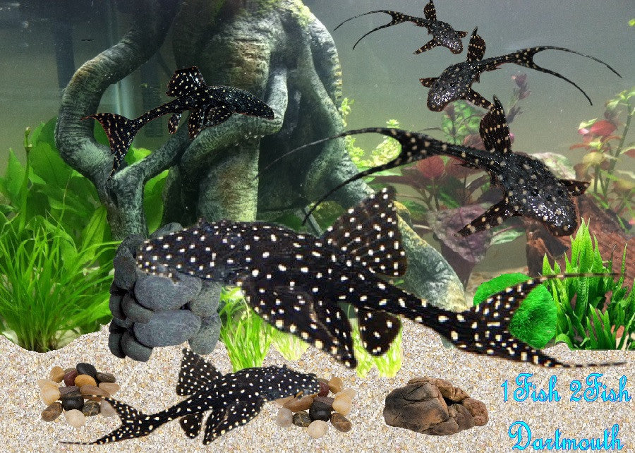 Adonis Pleco "Acanthicus adonis"