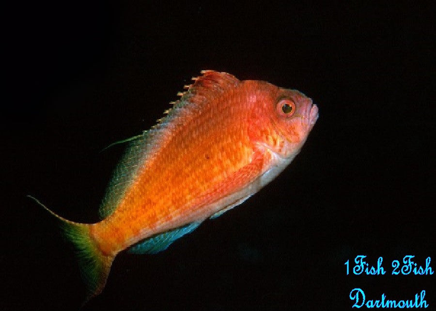 Red Hawkfish "Cyprinocirrhites polyactis"