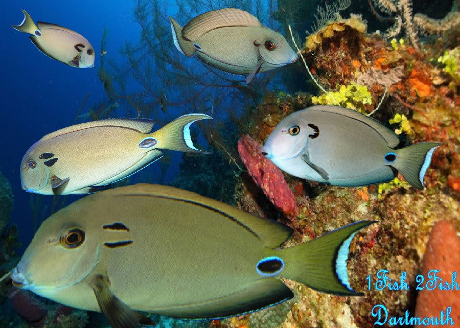 Lieutenant Tennenti Tang "Acanthurus Tennenti"