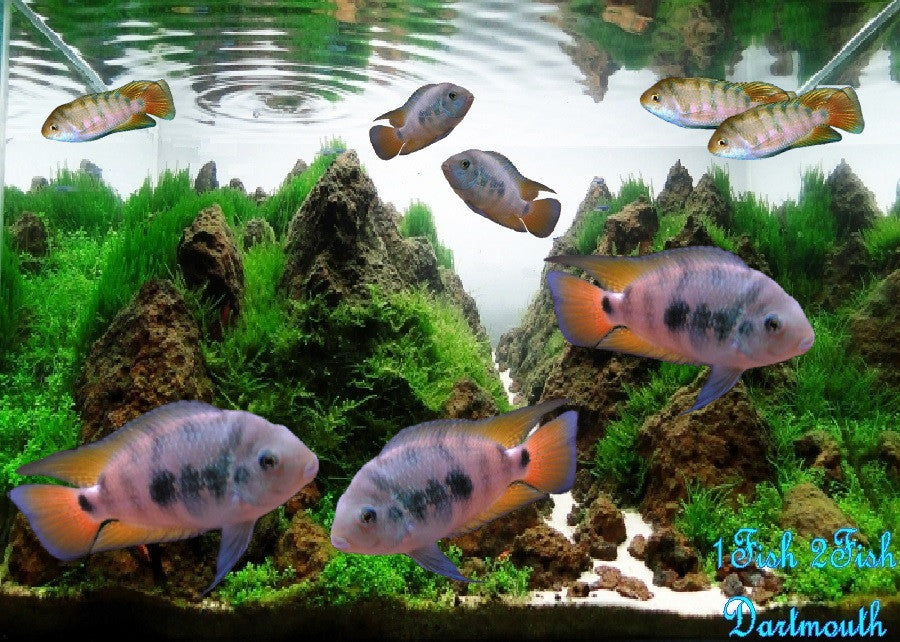 Honduran Red Point Cichlid "Archocentrus sp."
