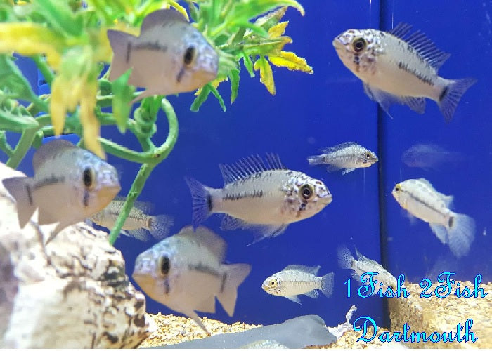 Agassiz's Dwarf Cichlids  "Apistogramma agassizii"