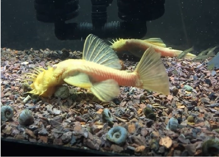 Albino Bristlenose Pleco "Ancistrus cirrhosus"