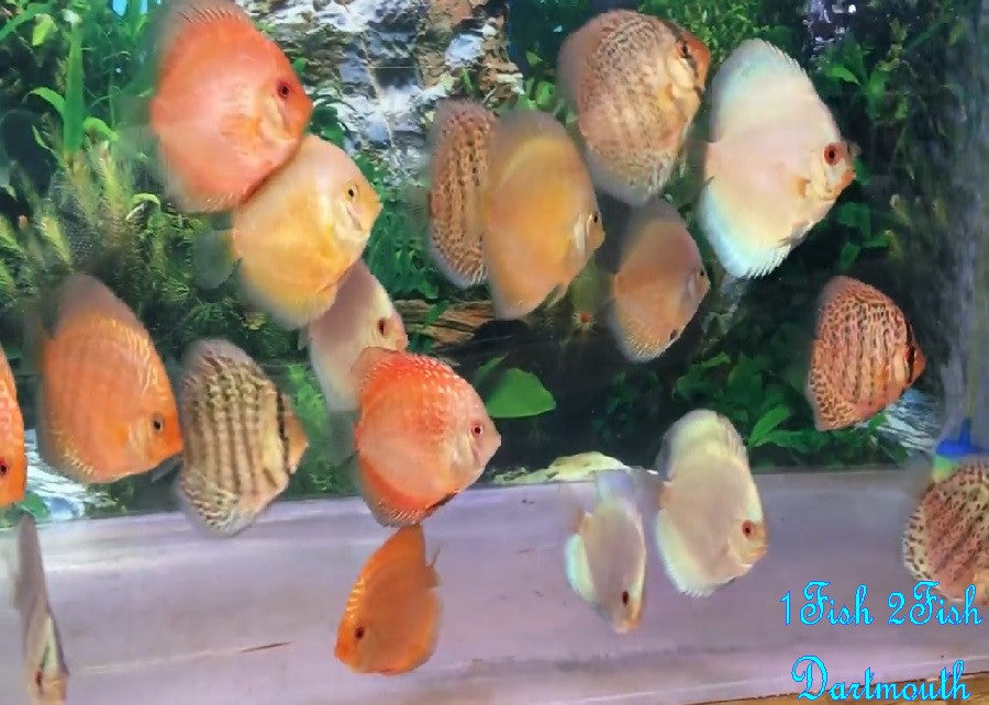 Discus "Symphysodon discus"