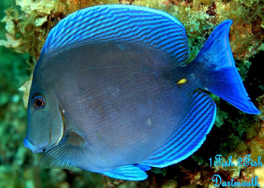 Atlantic Blue Tang "Acanthurus Coeruleus"