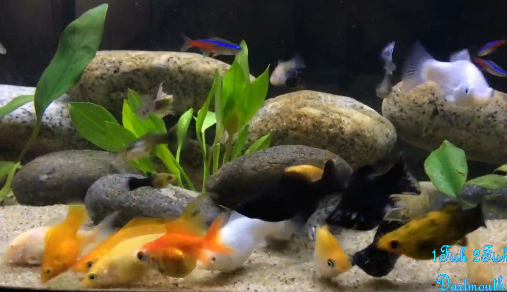 Molly Fish "Poecilia latipinna"