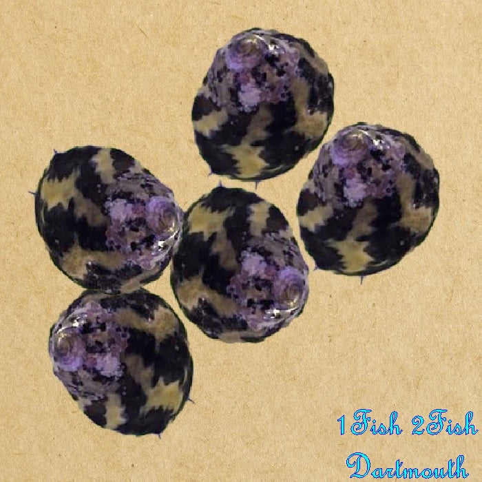 Banded Trochus Snail "Trochus sp."