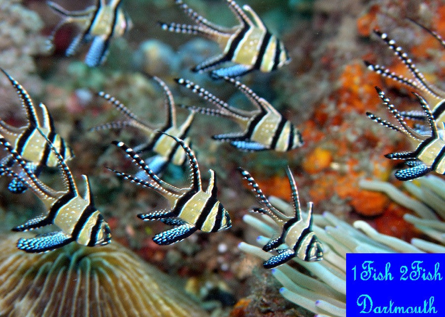 Banggai Cardinal "Pterapogon  kauderni"