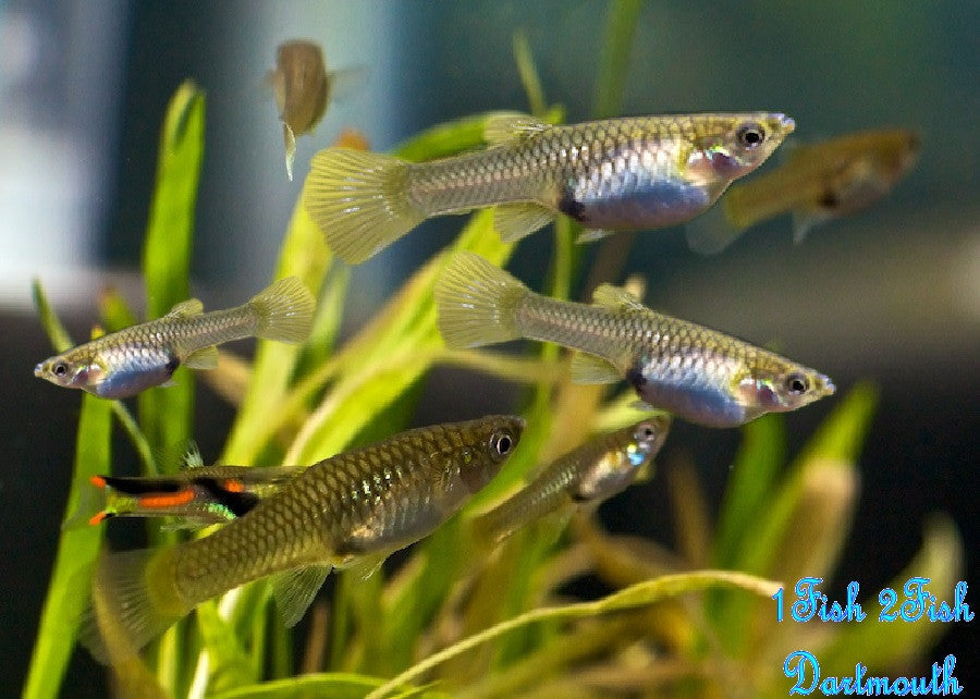 Guppy Fish "Poecilia reticulata"