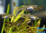 Guppy Fish "Poecilia reticulata"