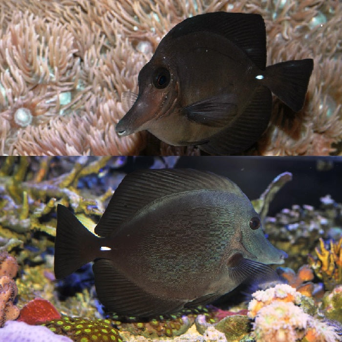Black Longnose Tang `Zebrasoma rostratum"