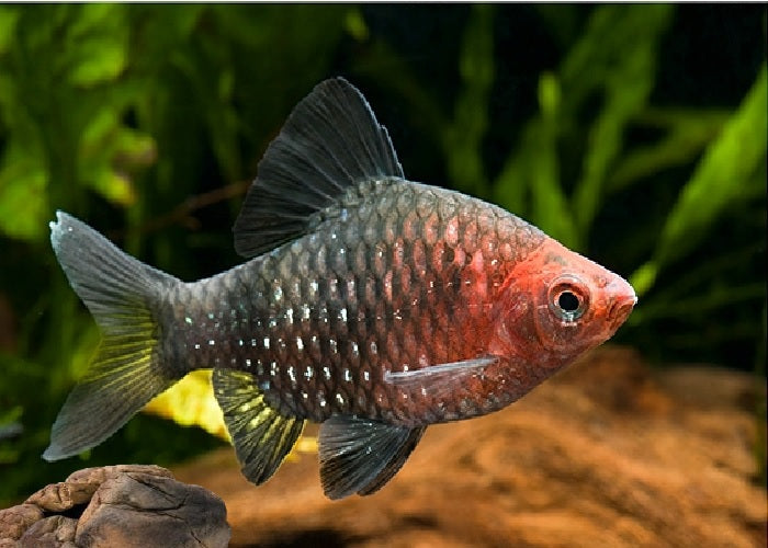 Black Ruby Barb "Puntius nigrofasciatus"