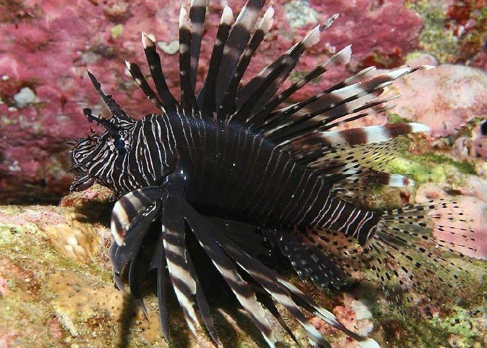 Volitan Lionfish "Pterois volitans"