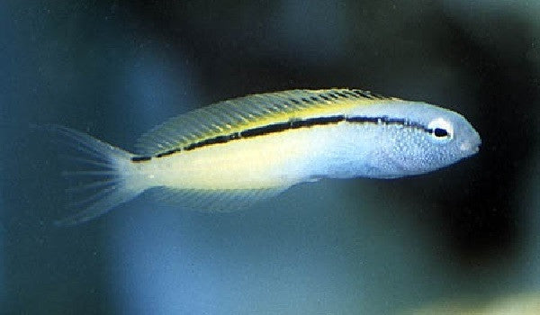 Blackline Blenny "Meiacanthus nigrolineatus"