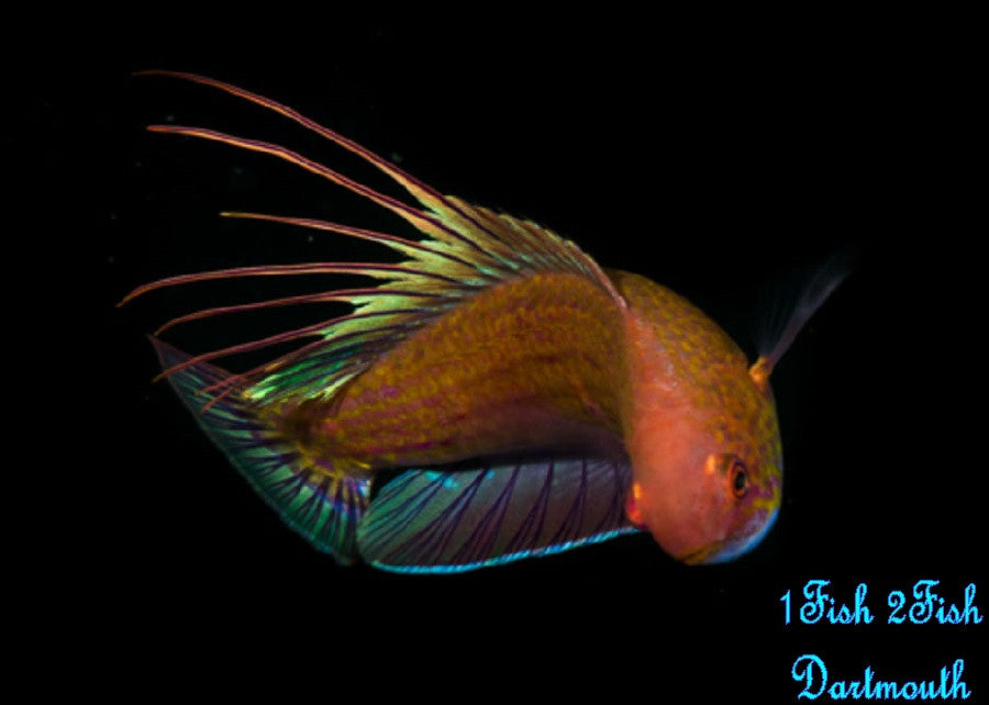 Blue Flasher Wrasse "Paracheilinus cyaneus"