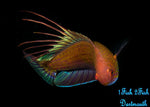 Blue Flasher Wrasse "Paracheilinus cyaneus"