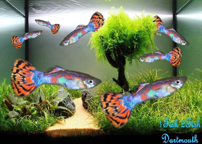 Guppy Fish "Poecilia reticulata"